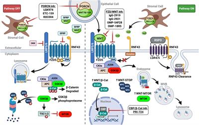 WNT Ligand Dependencies in Pancreatic Cancer